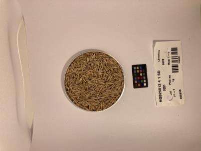 Click for 1 image(s) for this accession. SEED